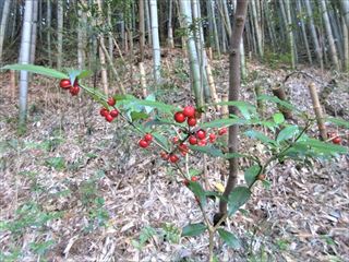 オオアリドオシ